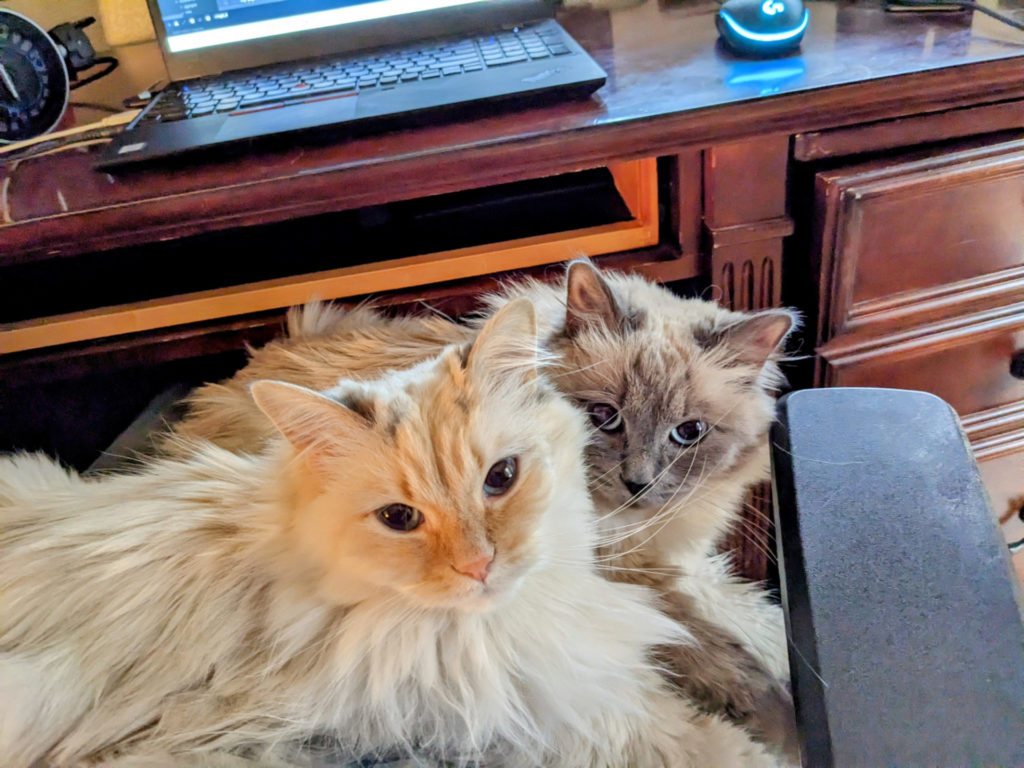 Peach and Spencer on dad's lap while working