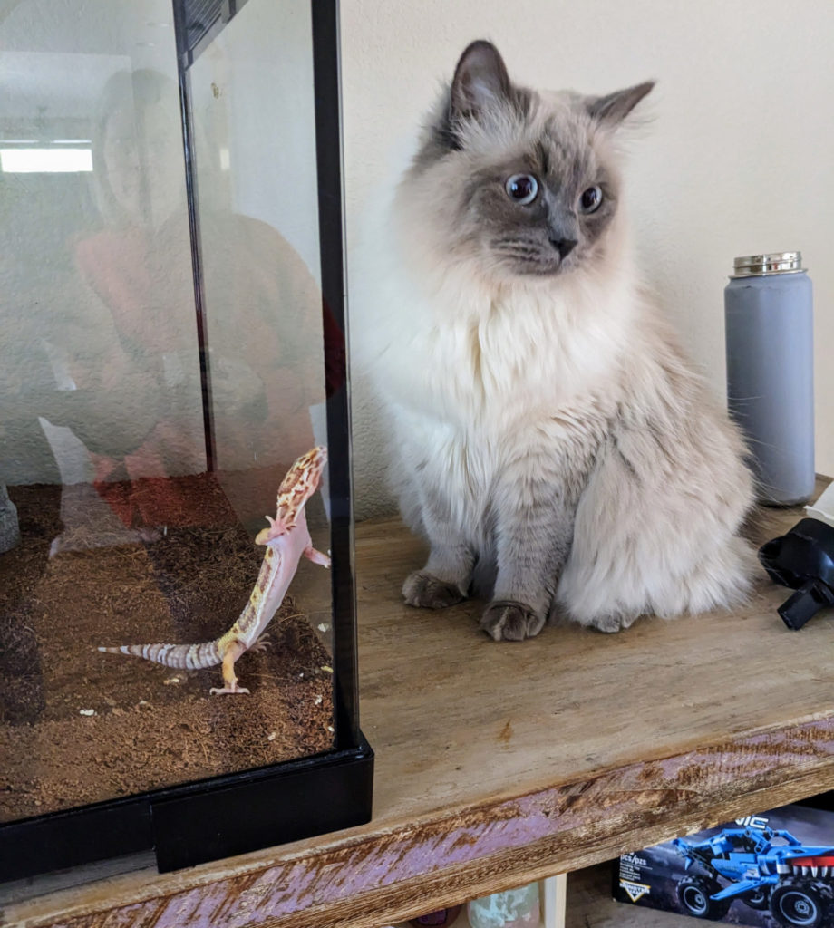 Mochi, the fancy-tailed gecko, and Spencer, the Siberian cat.