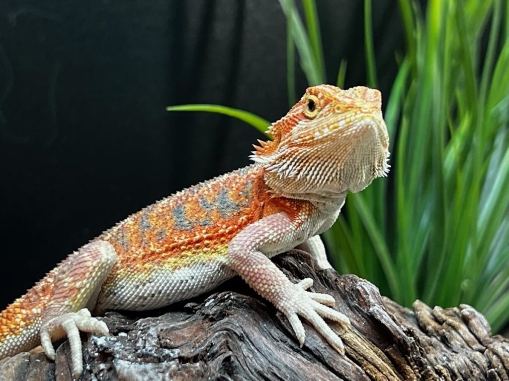 Up close with Shorty, the Bearded Dragon