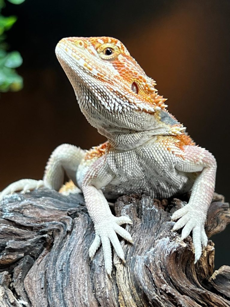 Up close with Shorty, the Bearded Dragon